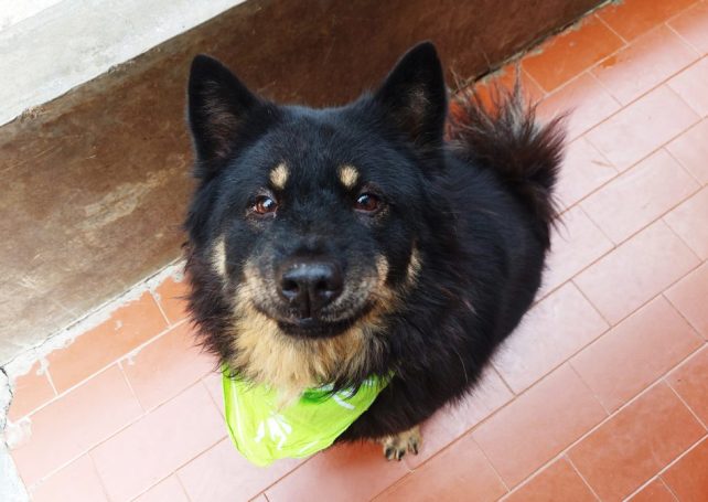 MASDAW makes urgent MOP 1.2 million appeal to save 130 dogs