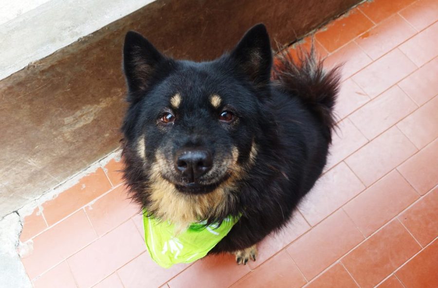 MASDAW makes urgent MOP 1.2 million appeal to save 130 dogs
