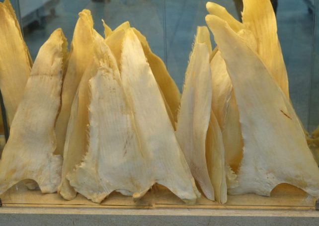 Why is shark fin still on Macao restaurant menus?