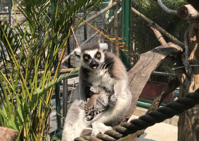 Newborn ring-tailed lemur twins debut in Coloane
