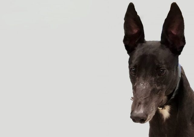 Macao greyhound ‘shot, barbecued’ in the US