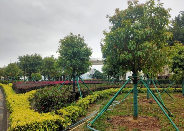 Macao plans to plant 5,000 trees by year’s end