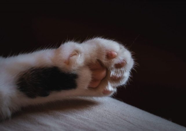 Kitten dies after suspected maltreatment