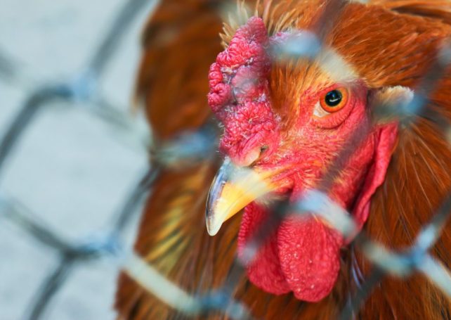Guangdong bird flu woman ‘critical’