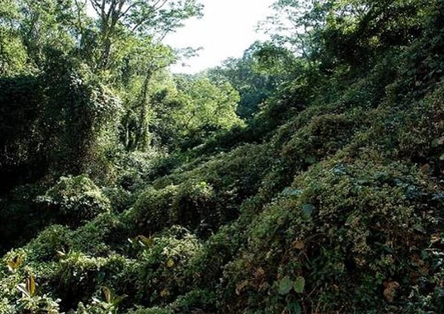 Major reforestation programme starts next month