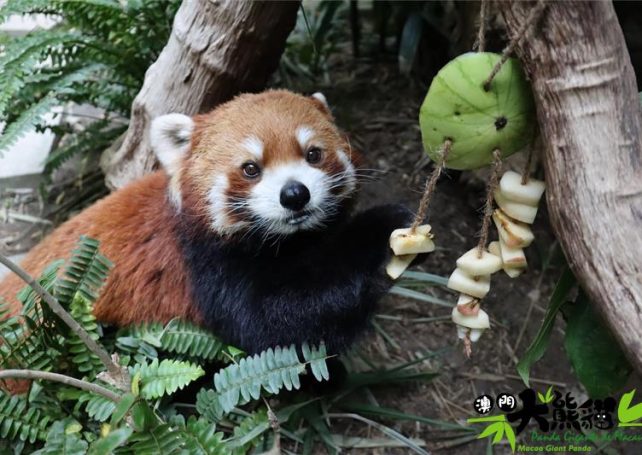 Macao’s red panda Tong Tong dies at the age of eight