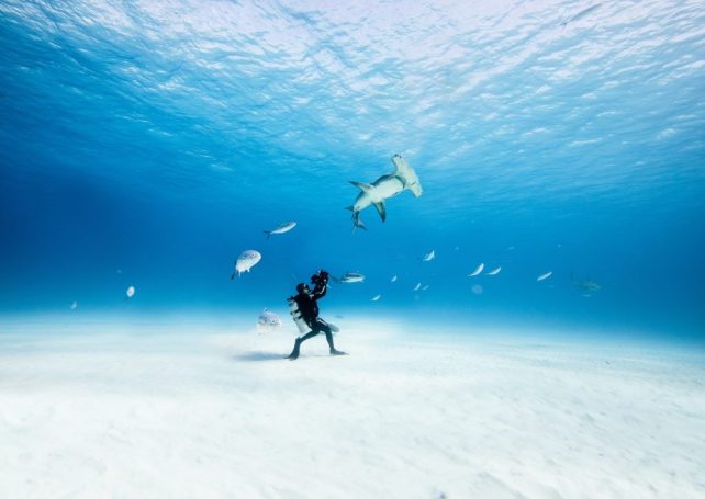 Dive into an ocean of art and sustainability with the multimedia “海洋 LA MER” exhibition at City of Dreams Macau