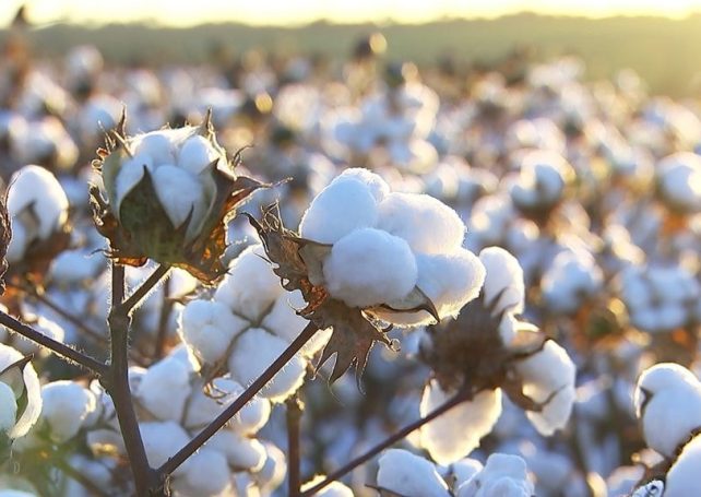 China National Cotton Exchange trade promotion arm opens up to Brazil