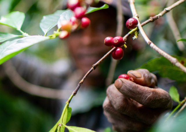 Chinese-made robot serves Timor-Leste’s ‘civet’ coffee at China International Import Expo