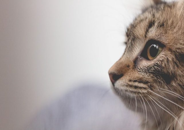 Officials investigate mystery of eight dead cats