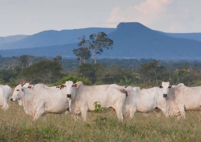 China lifts import restrictions on Brazilian beef