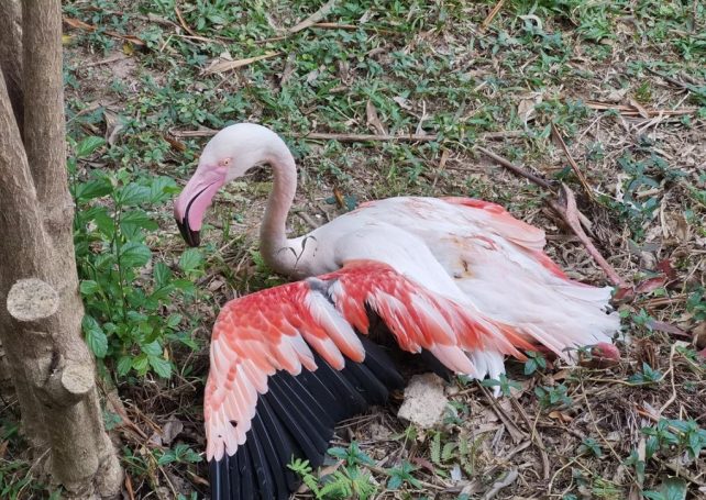 Stray dogs launch murderous attack on flamingos in Seac Pai Van Park