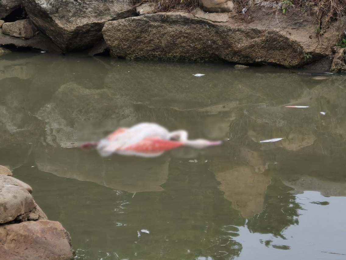 Flamingos - Seac Pai Van Park