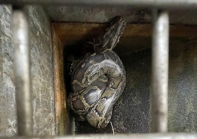 Three-metre python captured in Ka Ho