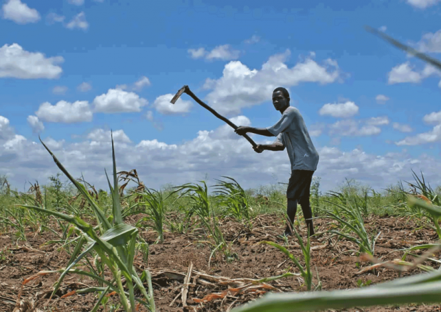 Mozambique gets US$47 million grant for special agro-industrial processing zone