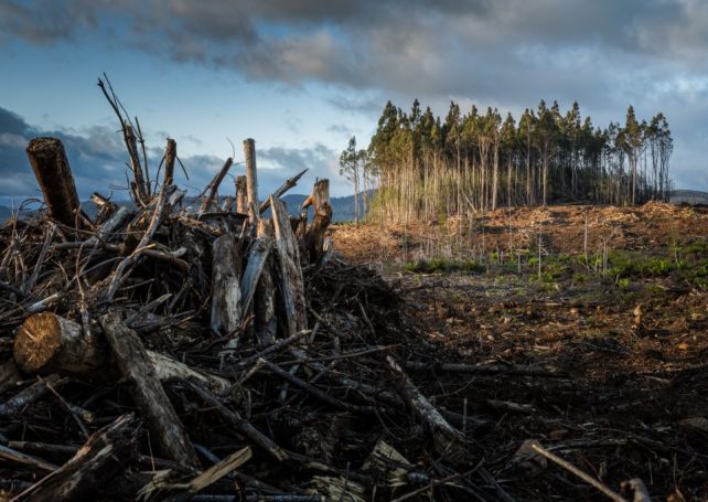 Climate Change 101: Better understand the environmental crisis with these essential terms