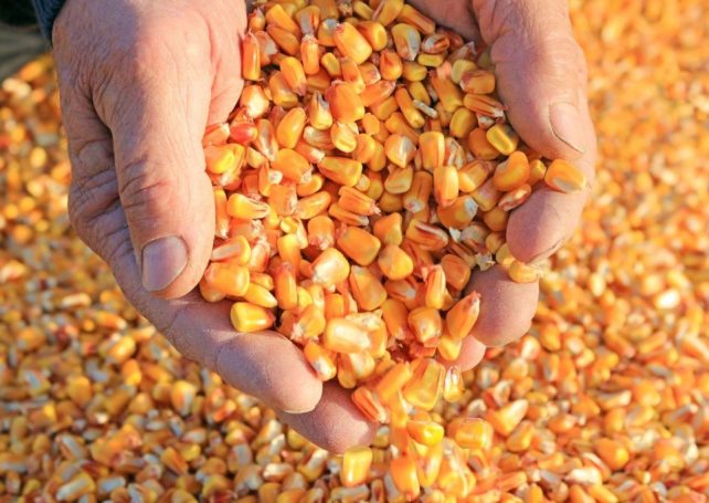 Brazil, China conclude key negotiations on starting corn trade