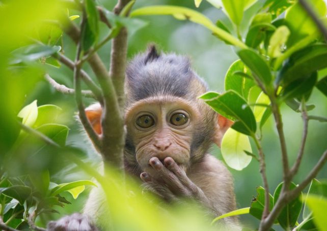 Macao doctors warned to be on their guard against monkeypox