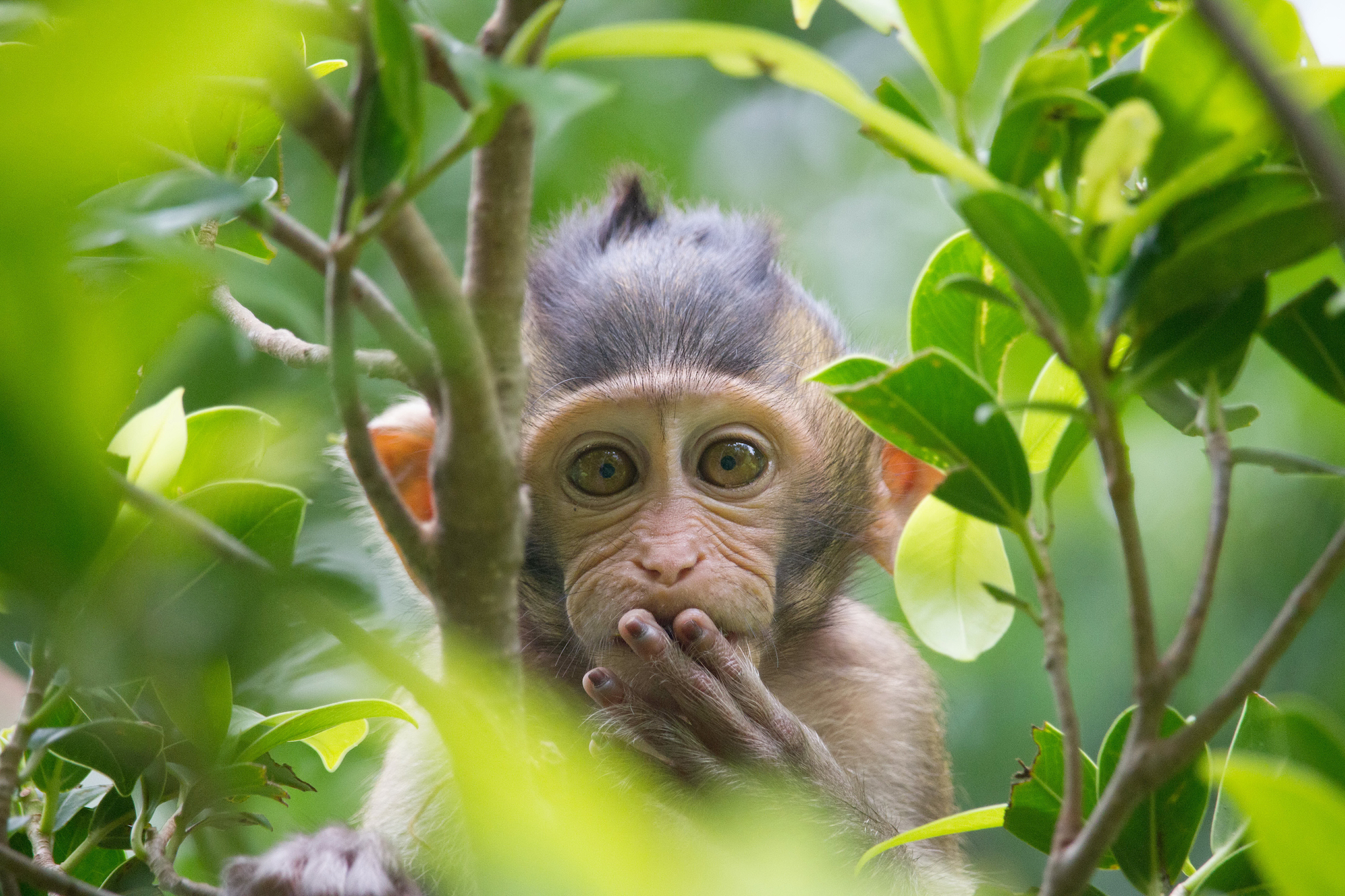 Macao doctors warned to be on their guard against monkeypox
