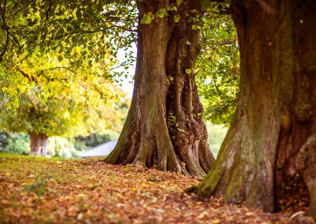 Municipal Affairs Bureau defends record battling ‘tree cancer’