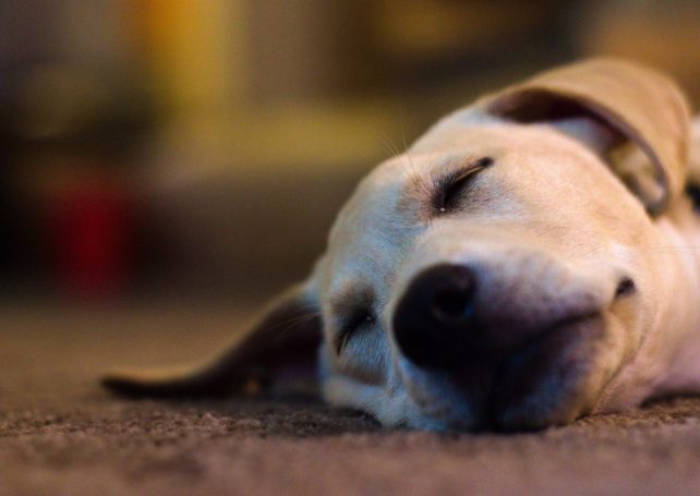 Dog in locked-down building near Barrier Gate chokes to death