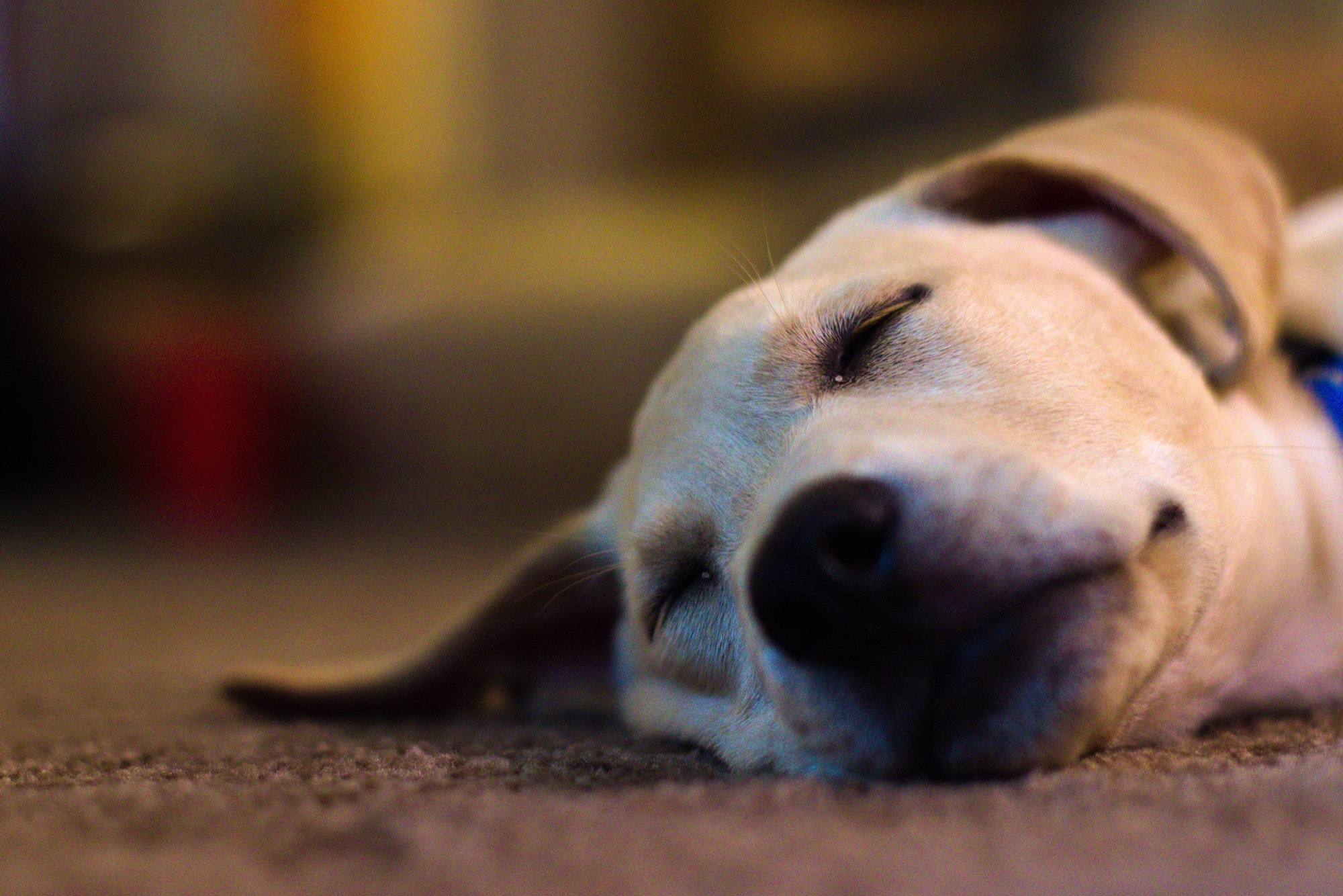 Dog in locked-down building near Barrier Gate chokes to death