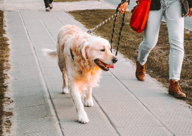 Strict rule in force when dog parks, walking trails open on Saturday