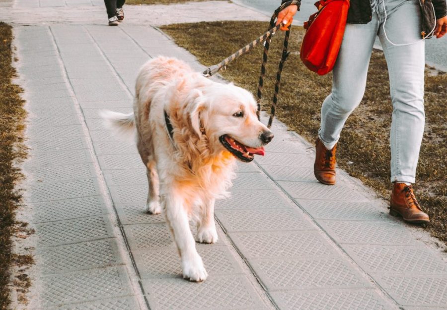 Strict rule in force when dog parks, walking trails open on Saturday