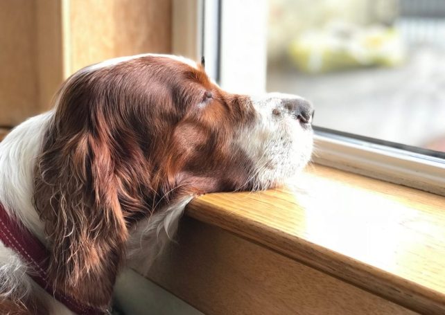 Potty issues: Pet owners denounce week-long ban on dog walking