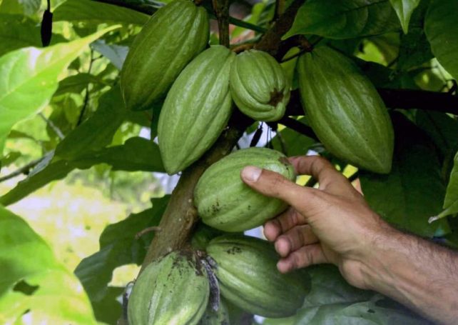 Angolan company opens new chocolate factory