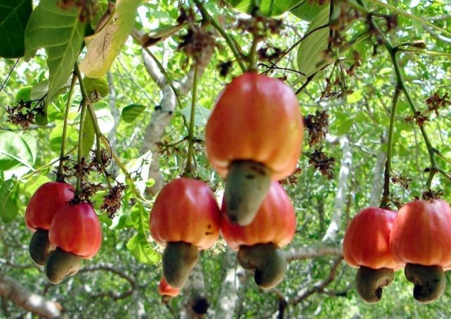 India, Vietnam and China top destinations for Guinea-Bissau cashew
