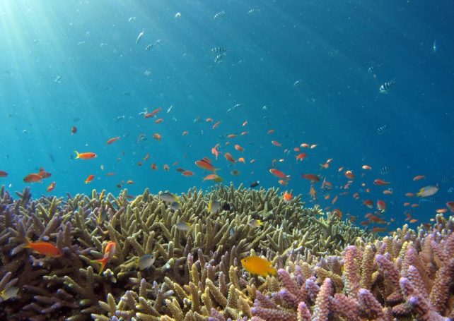 University of Macau establishes Department of Ocean Science and Technology