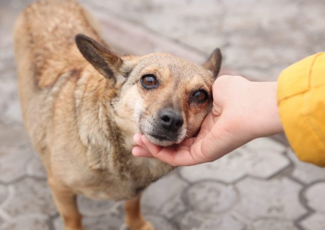 100 prizes on offer at Macau Association for Stray Dogs and Animal Welfare lucky draw