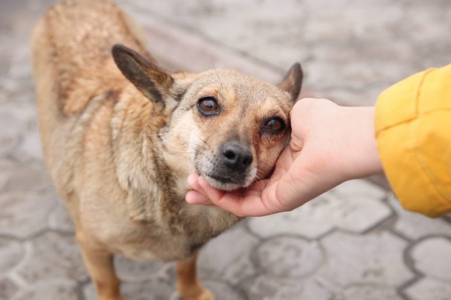 100 prizes on offer at Macau Association for Stray Dogs and Animal Welfare lucky draw