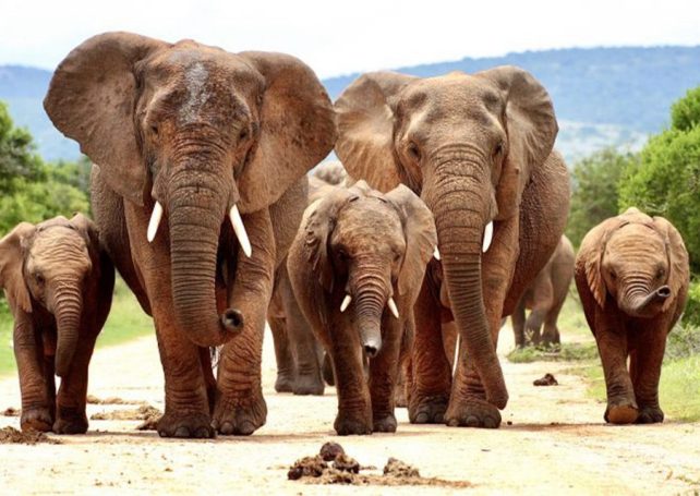 Mozambique takes over coordination of the Great Limpopo Transfrontier Conservation Area