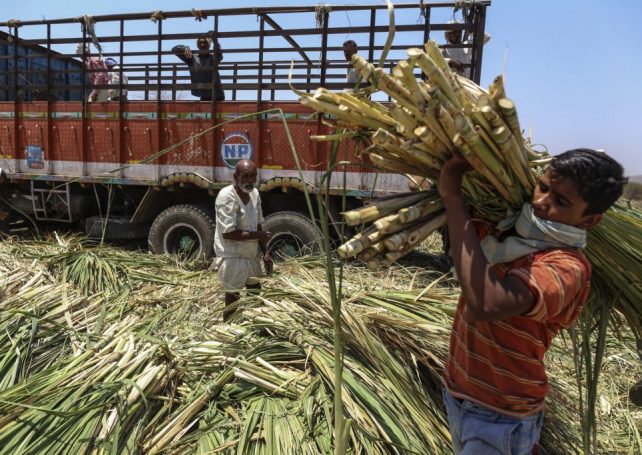 Chinese agribusiness imports from Brazil grow 43.3% in 2022