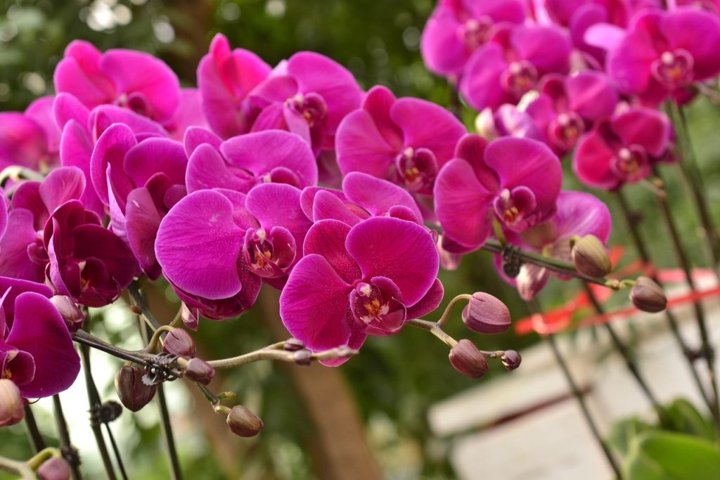 Chinese New Year Decorations with meaning