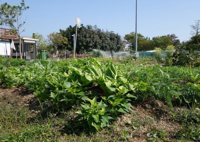 Urban gardening: an answer Macao’s been looking for?