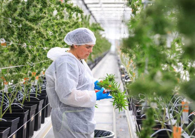A large medical cannabis facility is planned for central Portugal