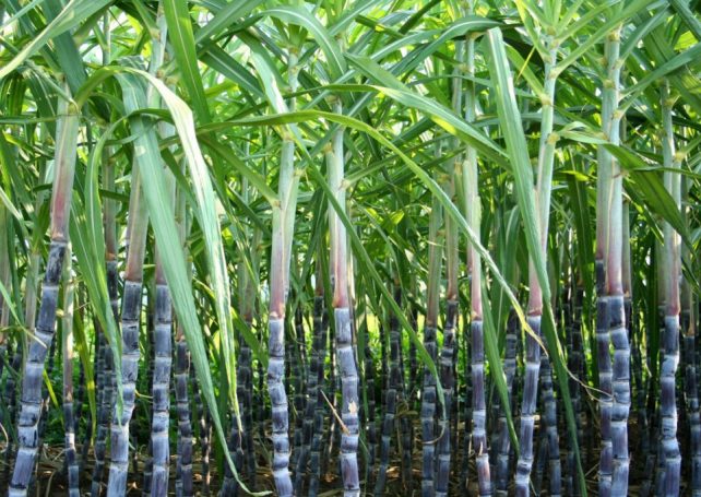 Sugar producers in Mozambique struggle to recover from Cyclone Freddy
