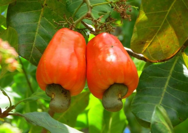 A critical time for farmers has begun in Guinea-Bissau