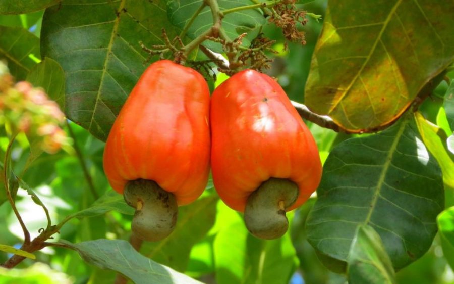 A critical time for farmers has begun in Guinea-Bissau