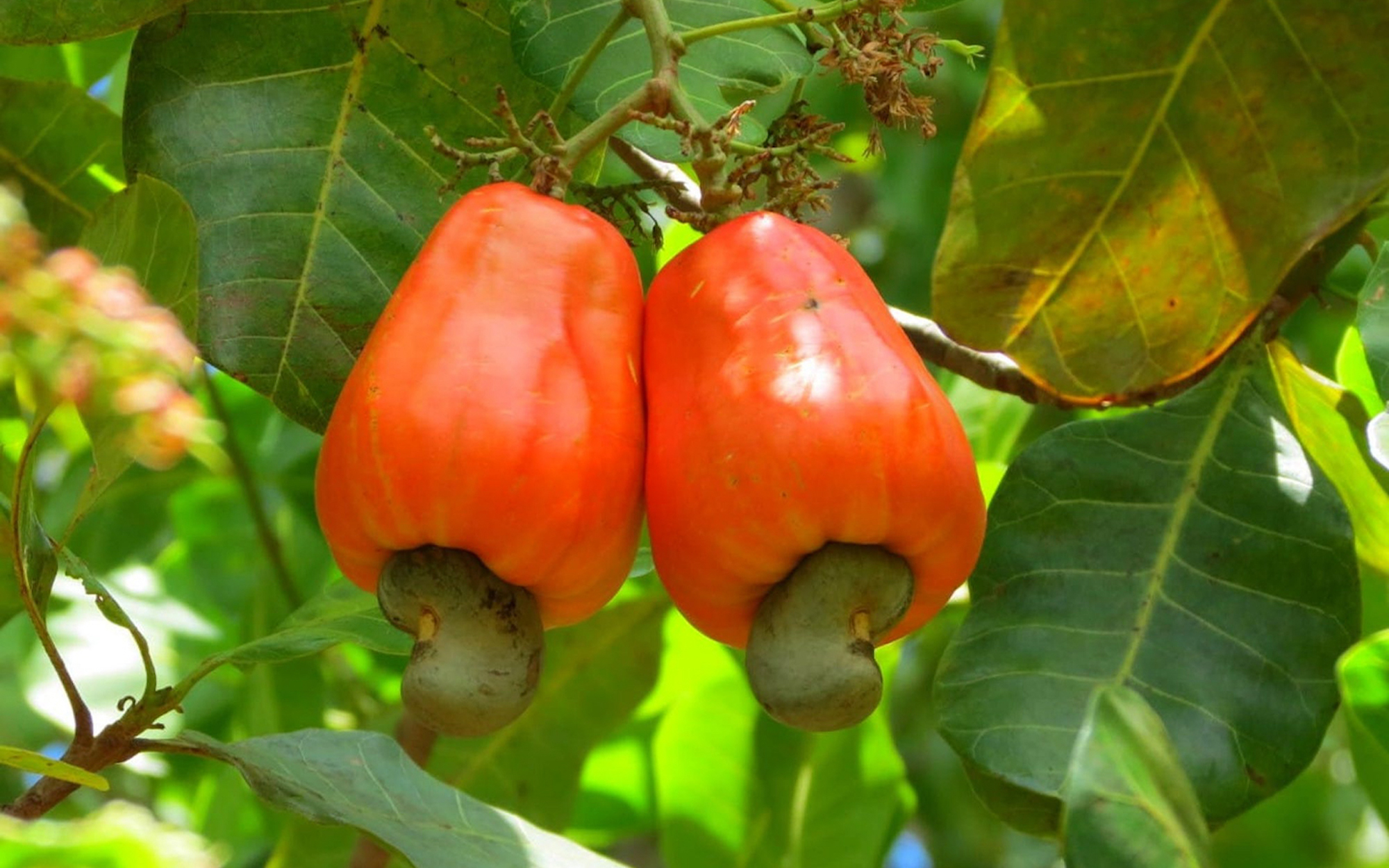 A critical time for farmers has begun in Guinea-Bissau