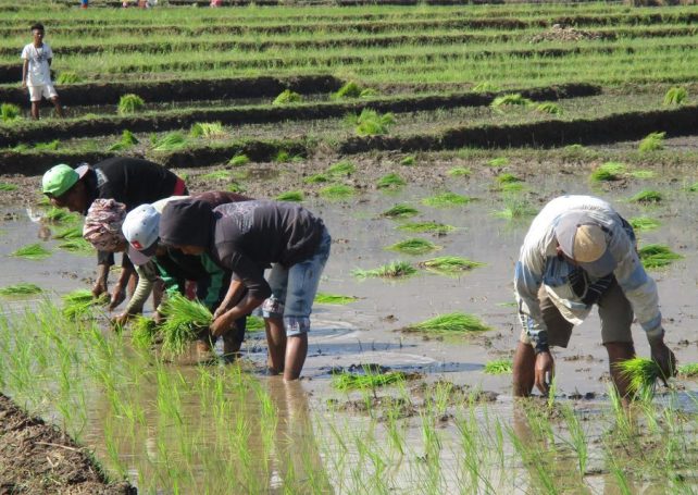 In a major boost for Timor-Leste’s food security, rice harvests have more than doubled