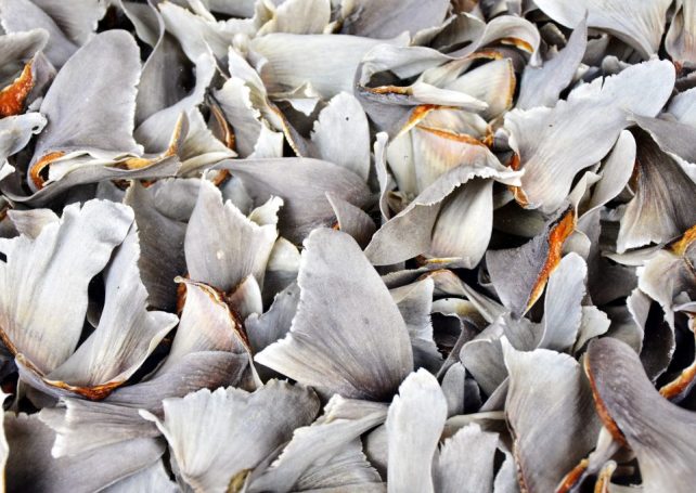 One of the world’s largest seizures of shark fins has been made in Brazil