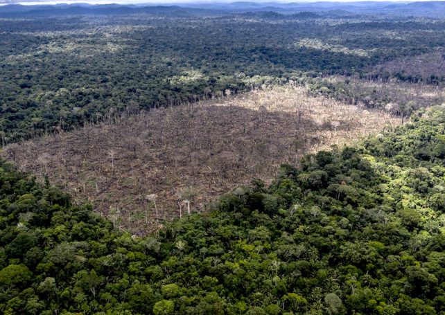 Deforestation in Brazil is down by more than a third so far this year