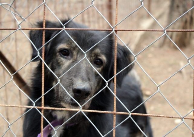 A local dog rescue organisation is appealing for funds to keep going