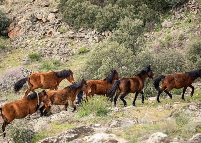 Portugal and Spain deploy animal allies in the battle against wildfires