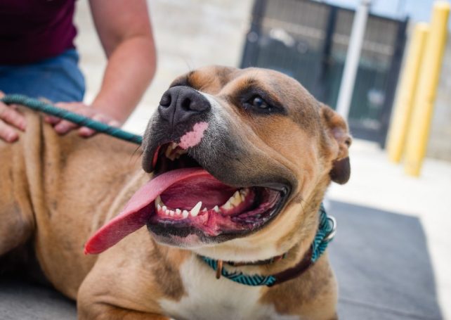 There are more unwanted dogs and cats in Macao but fewer adoptions