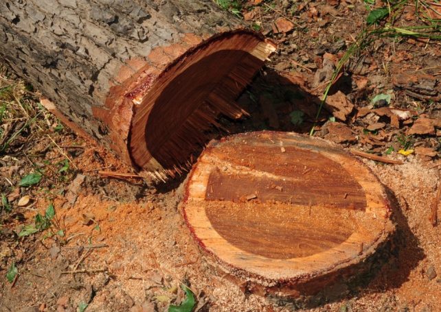Mozambique is attempting to rein in unauthorised logging